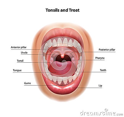 Throat and tonsils. Oral cavity. Medical scheme. Vector Illustration